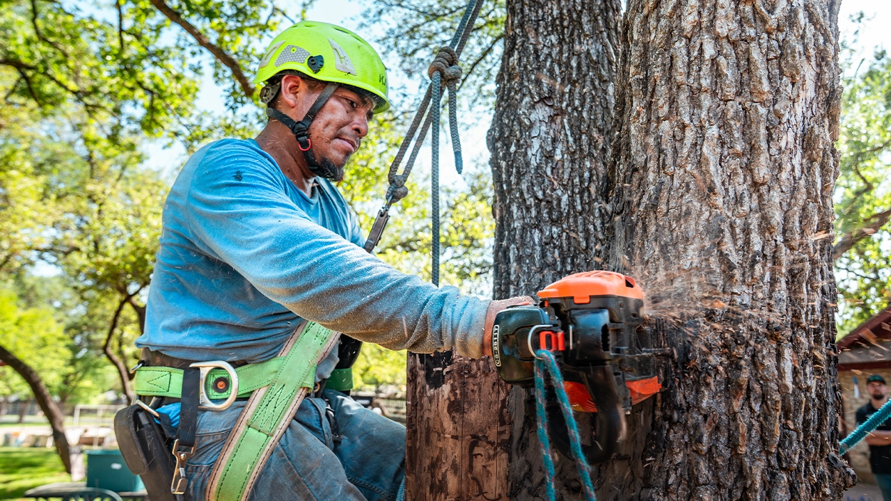 cheapest tree removal service in Georgetown, TX
