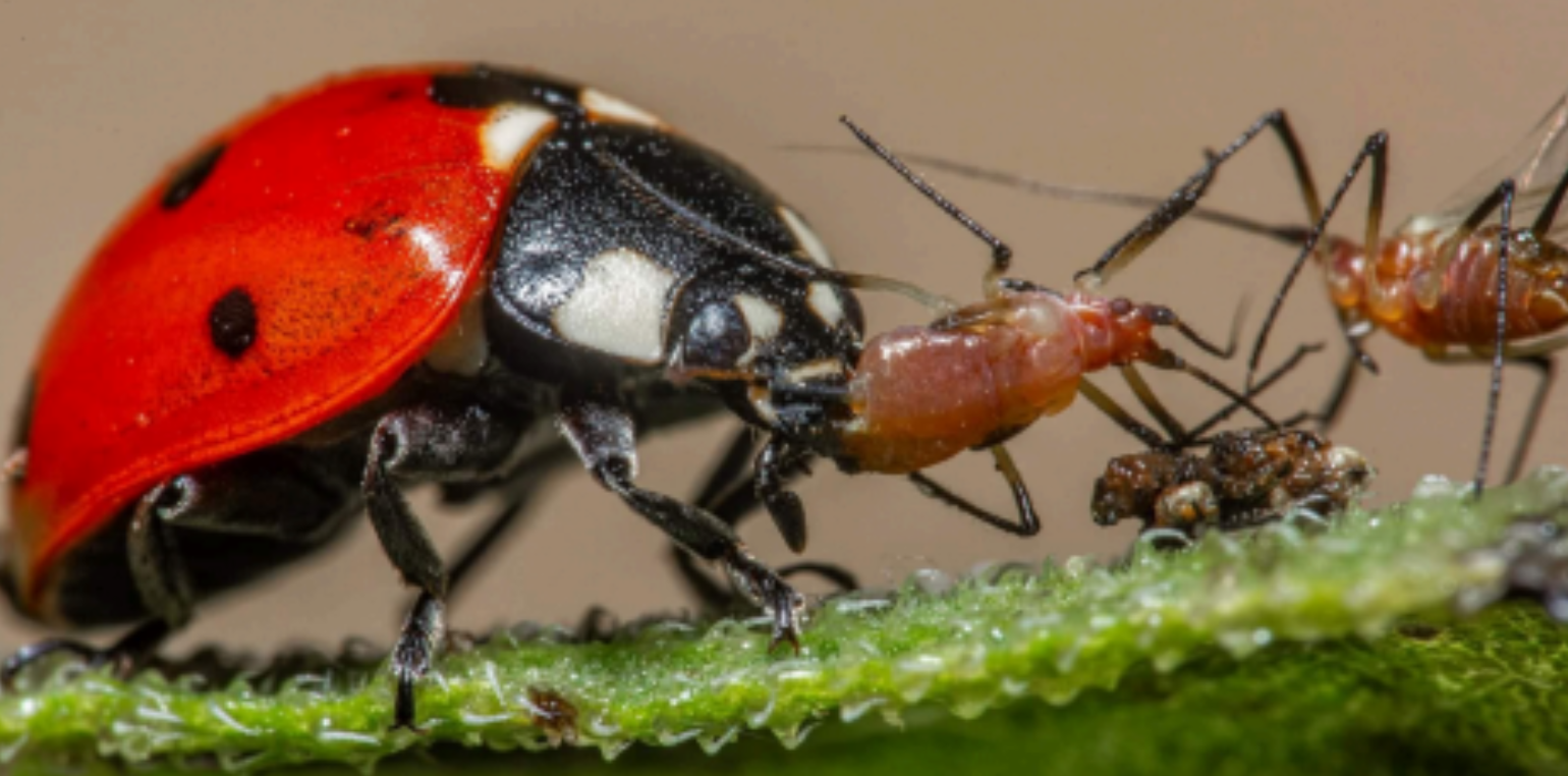 Beneficial nematodes tree service