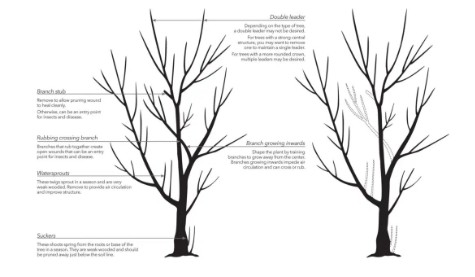 Tree pruning diagram in Leander, TX