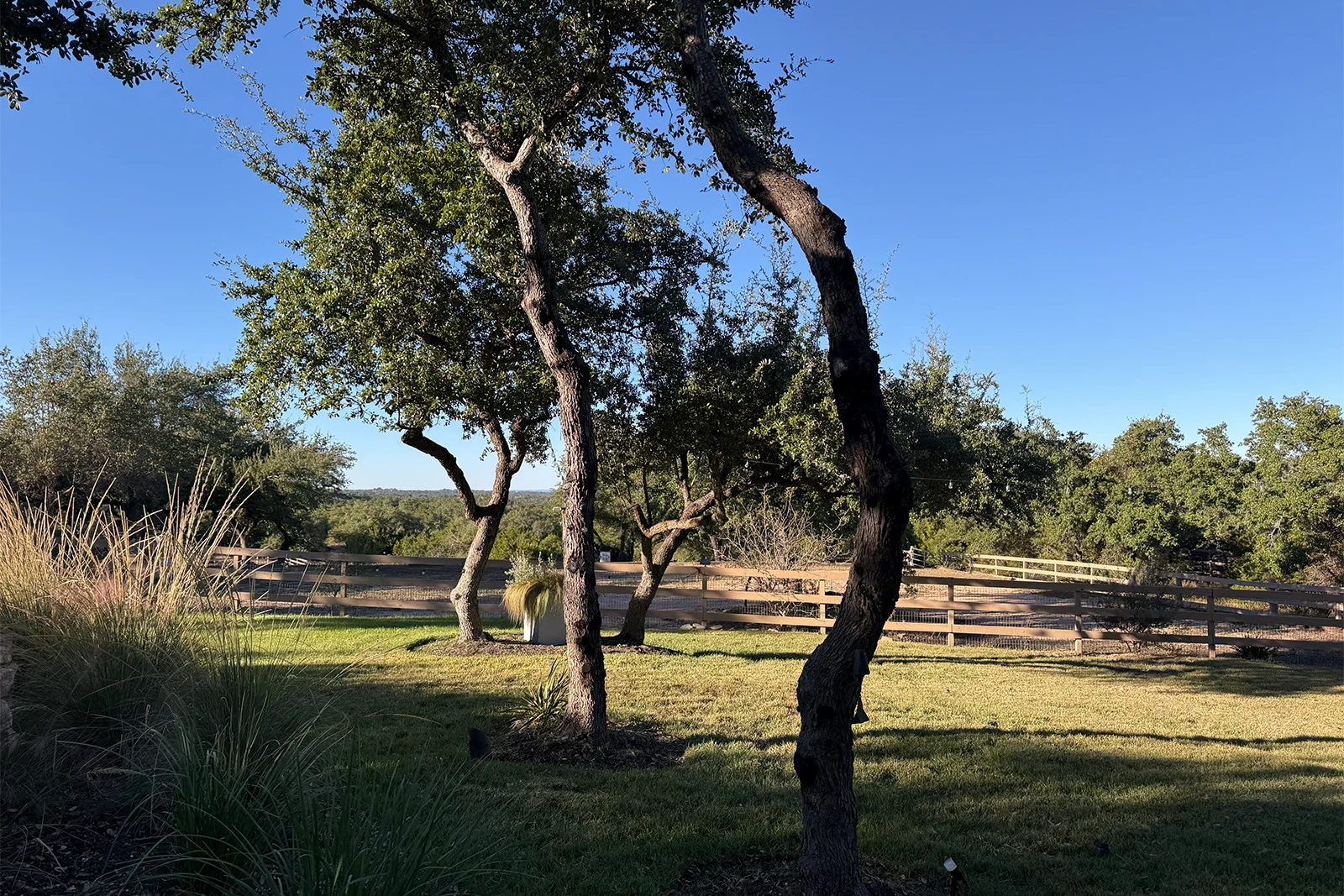tree trimming live oaks in West Lake Hills TX. Tree Scouts Tree Service