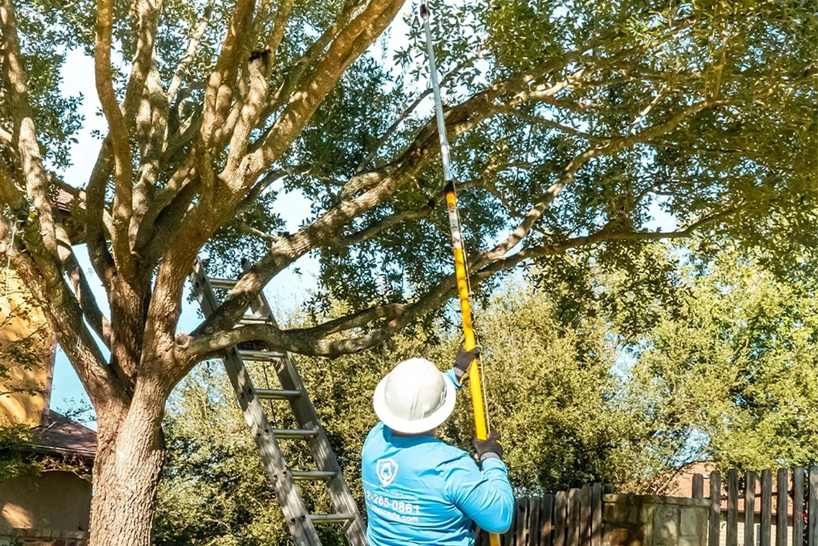 Trimming live oaks in West Lake Hills, TX. Tree Scouts Tree Service