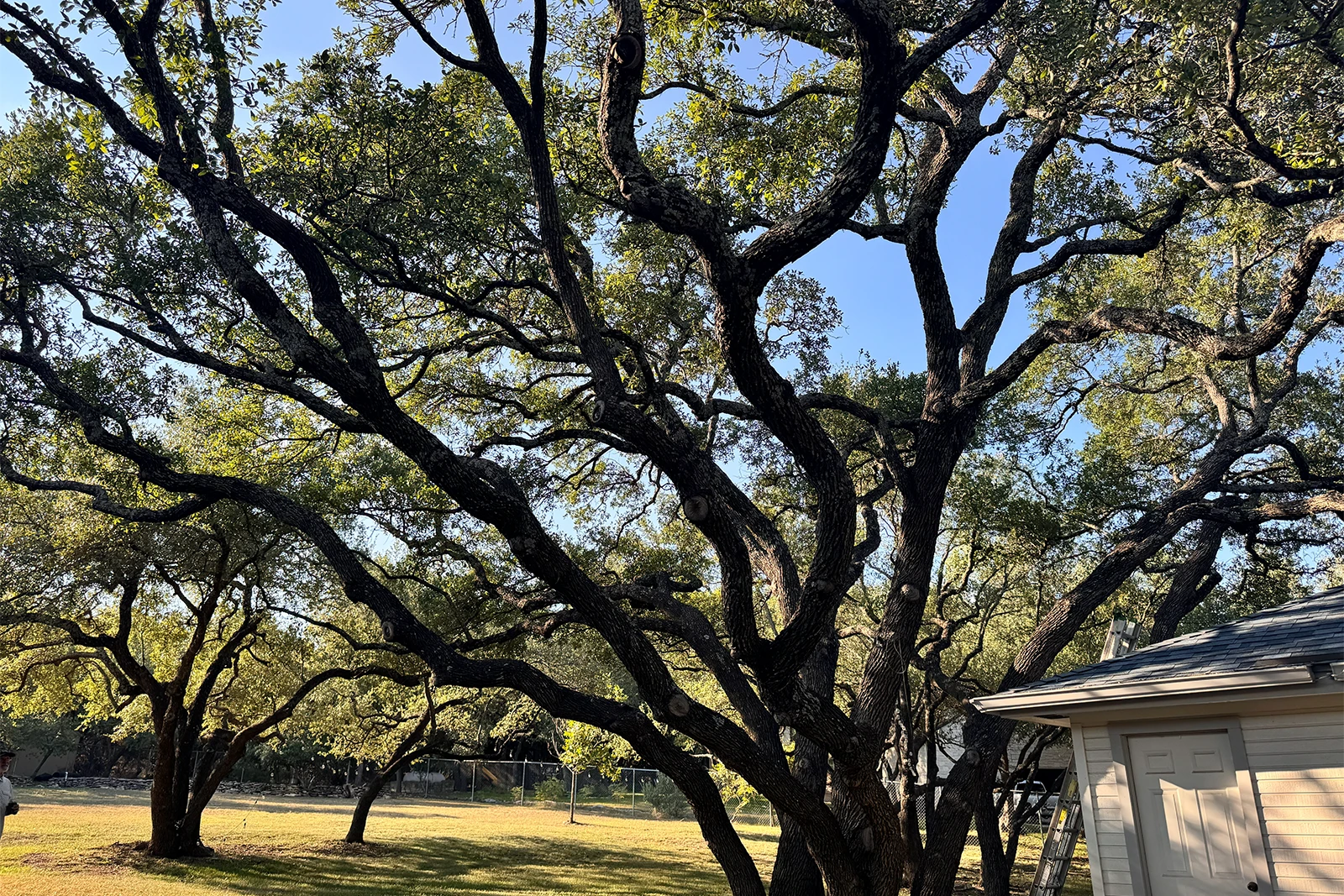 Bee Cave residential tree trimming showing clean cuts and balanced branches—Tree Scouts Tree Service