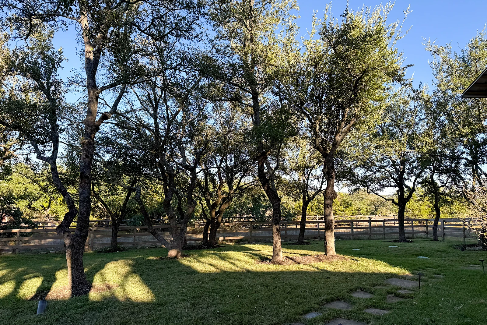 trimming live oaks in historic liberty hill texas neighborhood