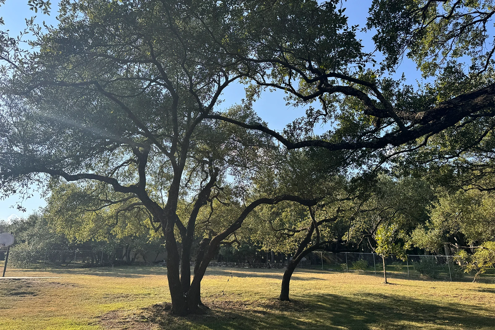 Dripping Springs oak tree trimming completed by Tree Scouts Tree Service to improve structure and sunlight.