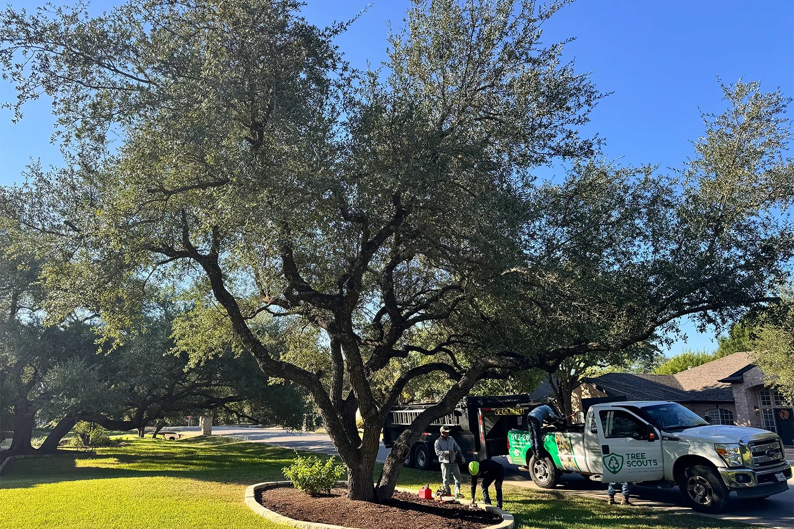 round rock texas tree service job by tree scouts tree service