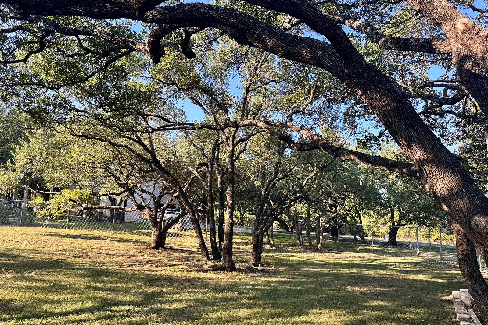 Finished tree trimming on mature oaks in Georgetown, Texas—healthy structure restored by Tree Scouts Tree Service.