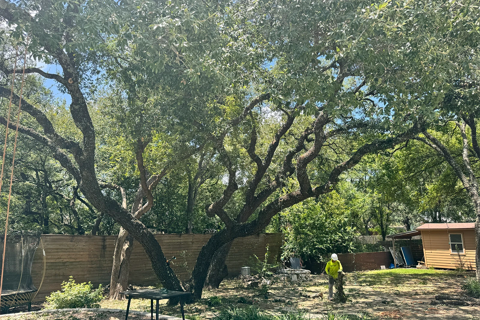 Cedar Park residential tree trimming after cleanup—Tree Scouts Tree Service improving longevity and health of trees.