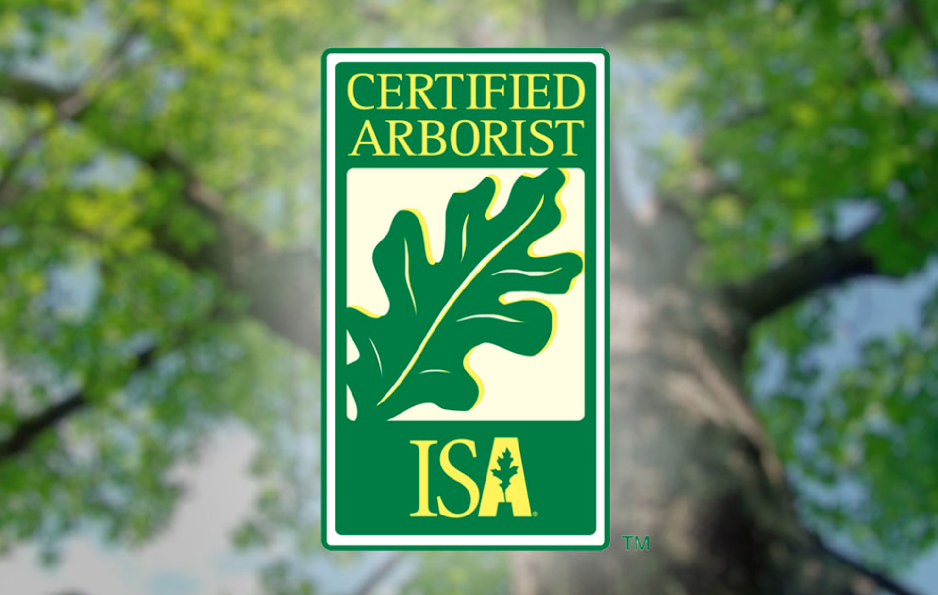 invasive trees in austin, texas