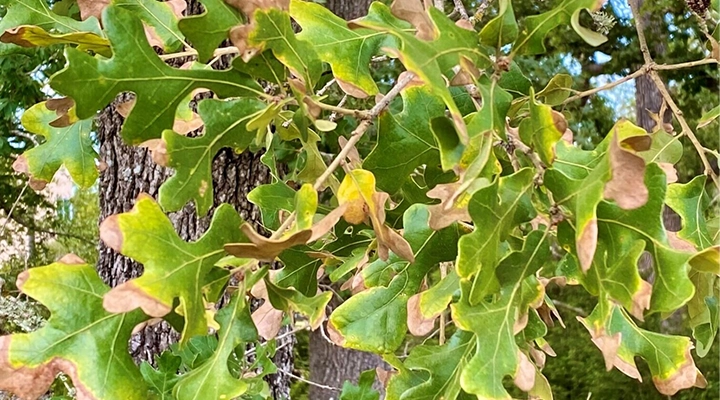 Professional Arborjet micro injection system used for oak wilt treatment by an ISA Certified Arborist
