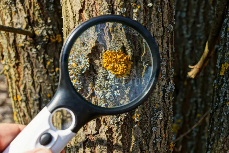 Tree risk assessment by TRAQ and ISA certified arborists at Tree Scouts Tree Service