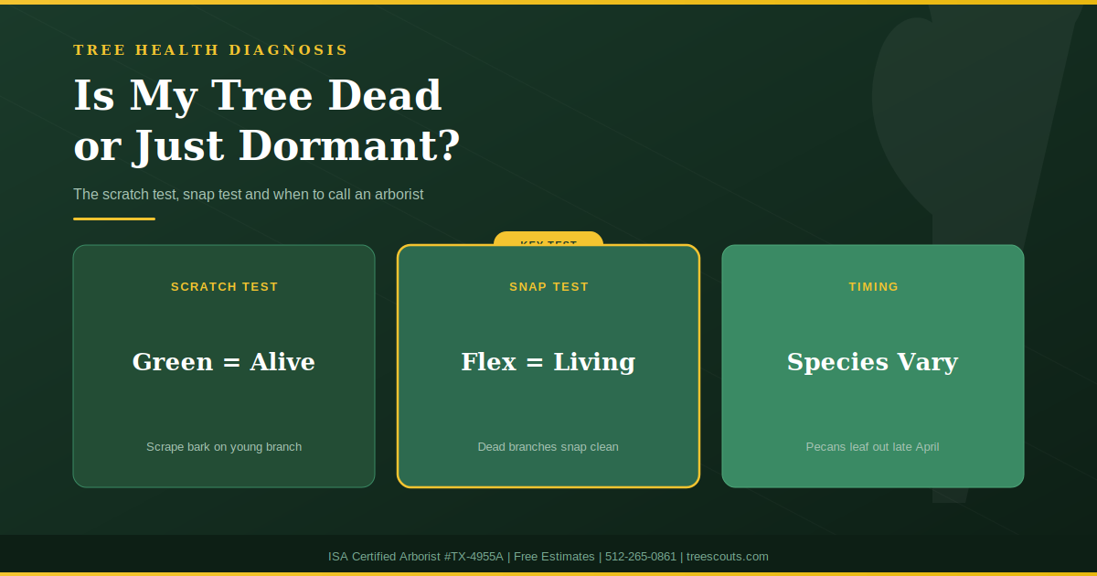 How to tell if a tree is dead or dormant in Central Texas