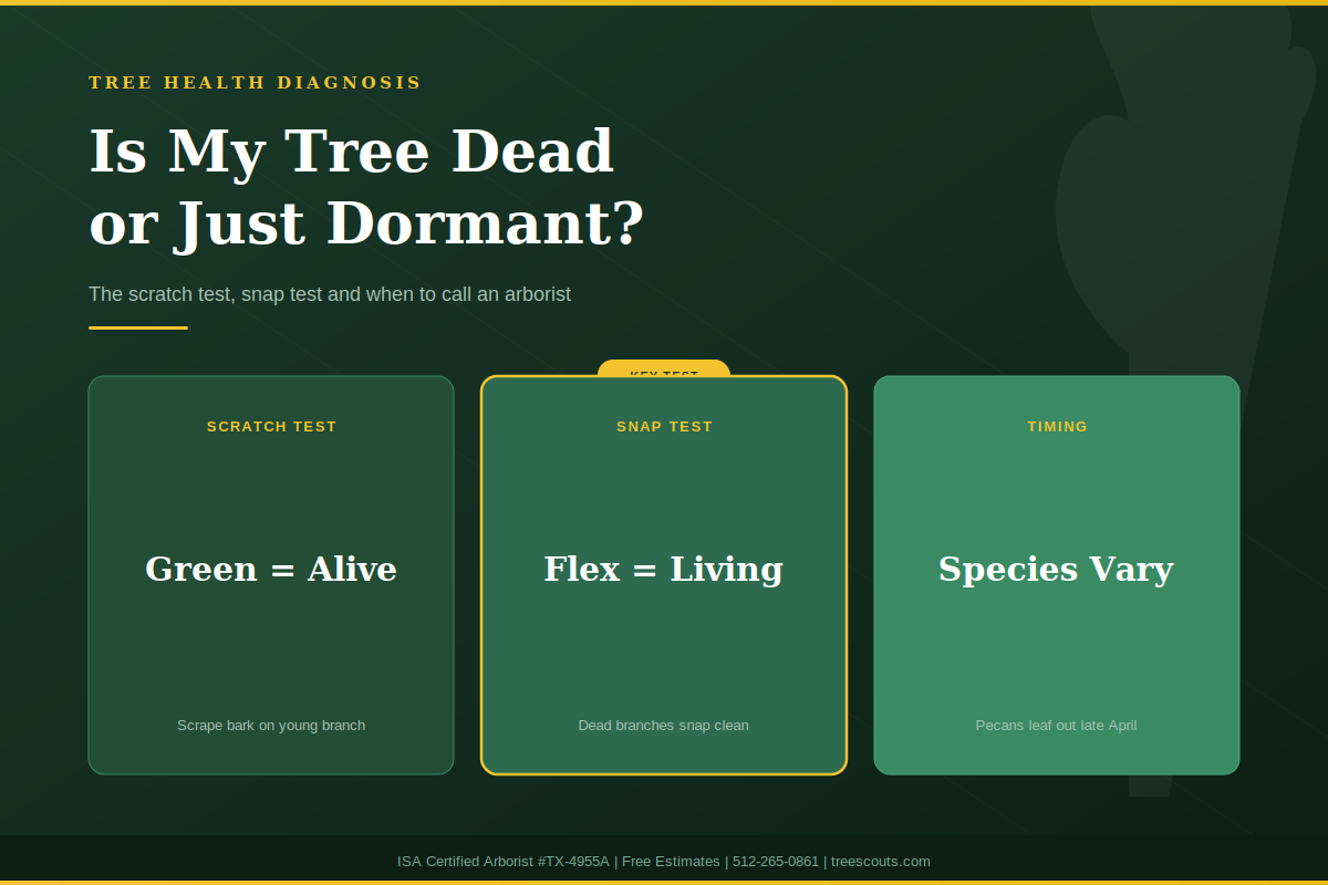 How to tell if a tree is dead or dormant in Central Texas