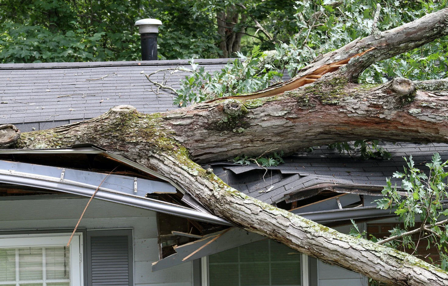 tree falls on house 