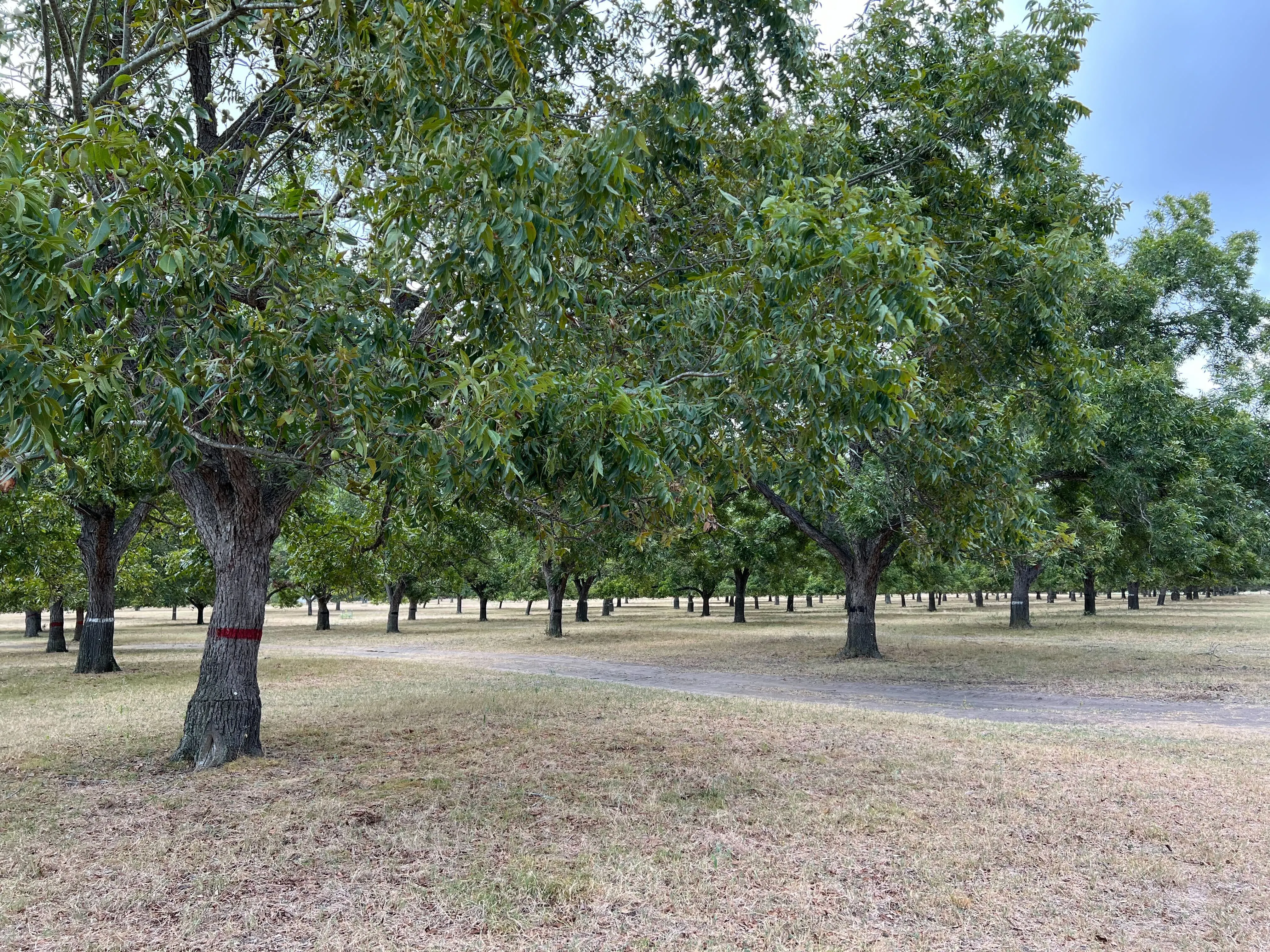 Pecan tree pruning timing guide for Georgetown and Austin Texas