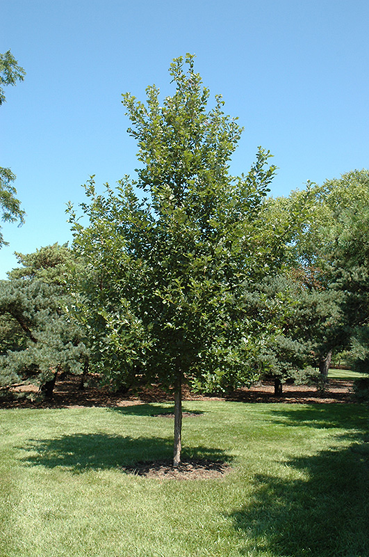 heritage oak tree in austin texas