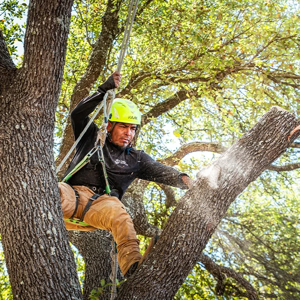 Tree Scouts crew at work in Central Texas