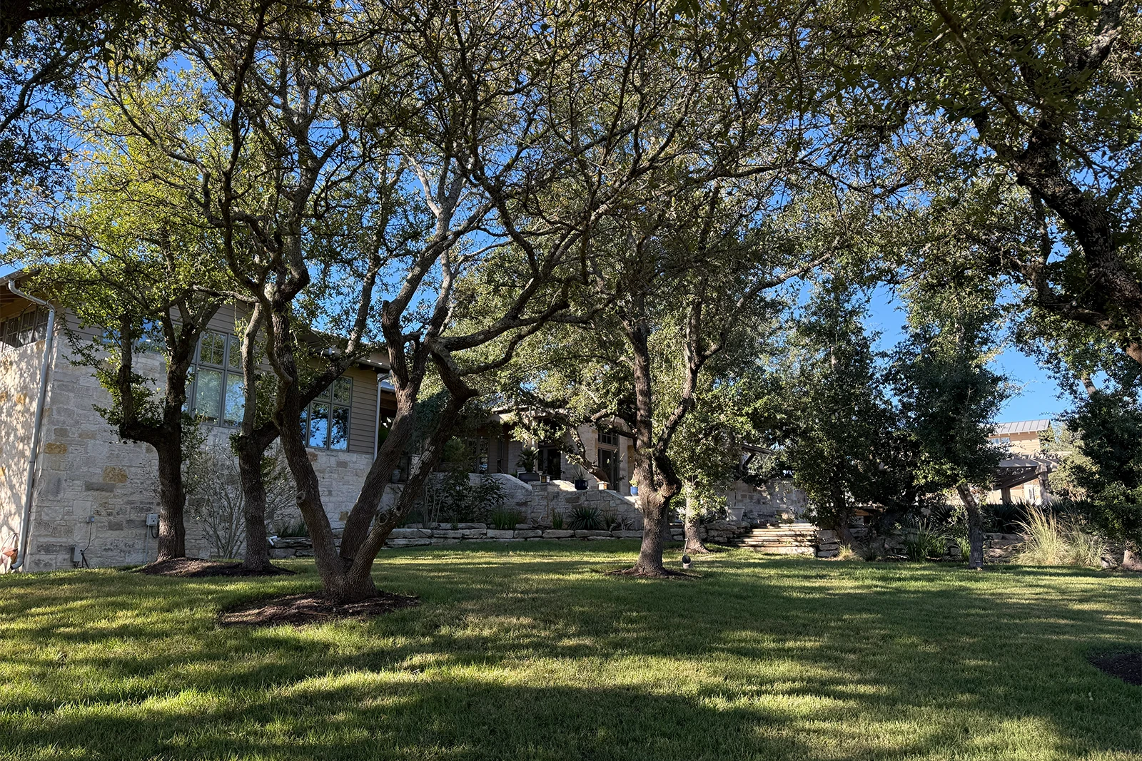 Finished tree trimming on mature oaks in Georgetown, Texas by Tree Scouts Tree Service.