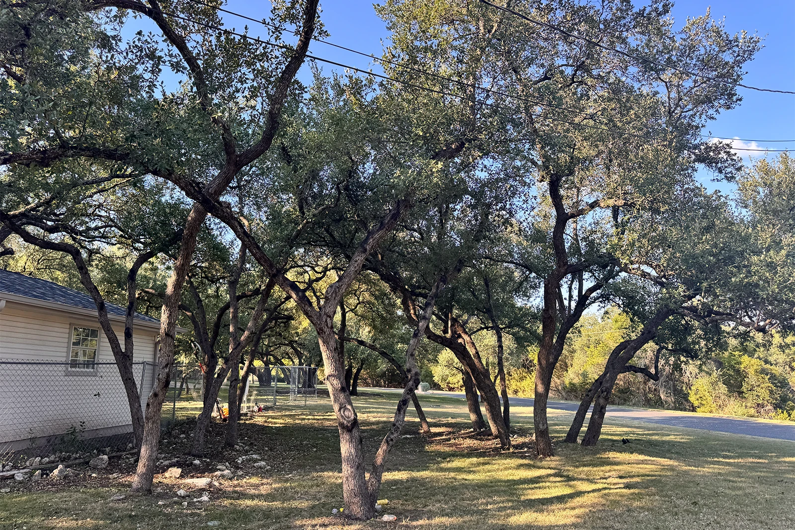 Georgetown live oak trimming completed by Tree Scouts Tree Service to improve canopy shape and sunlight.