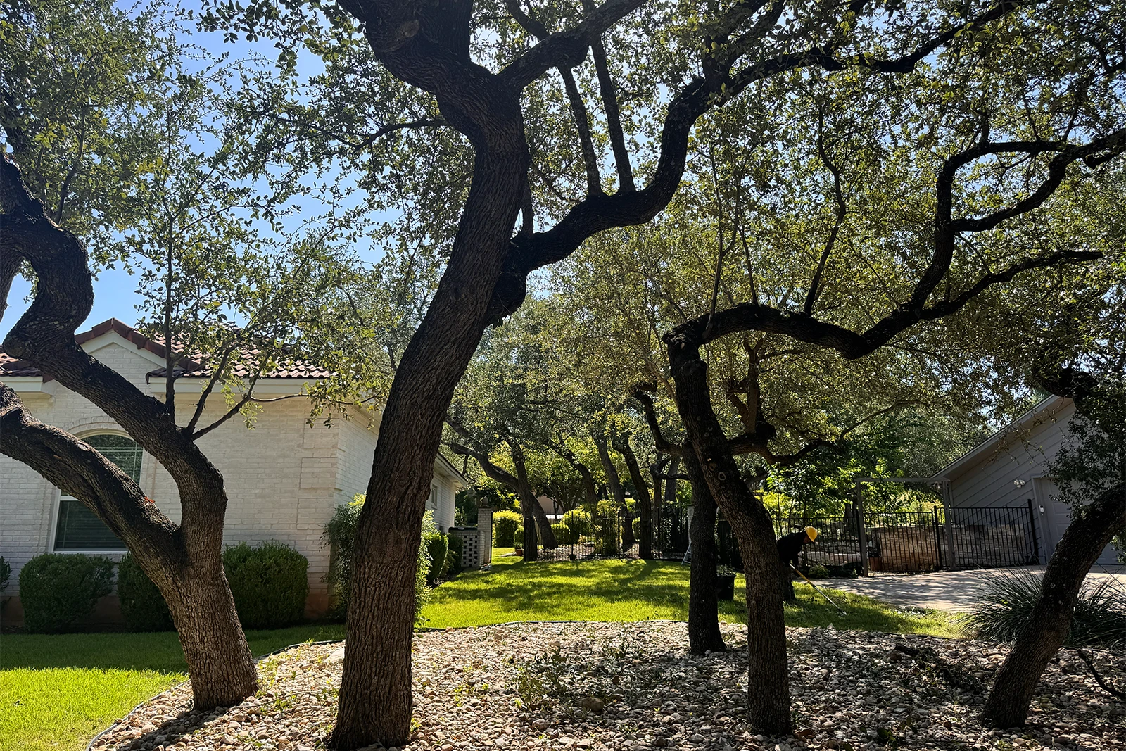 Tree removal in Austin, TX