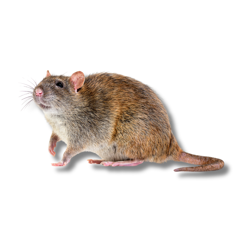 austin texas roof rat tree infestation problem