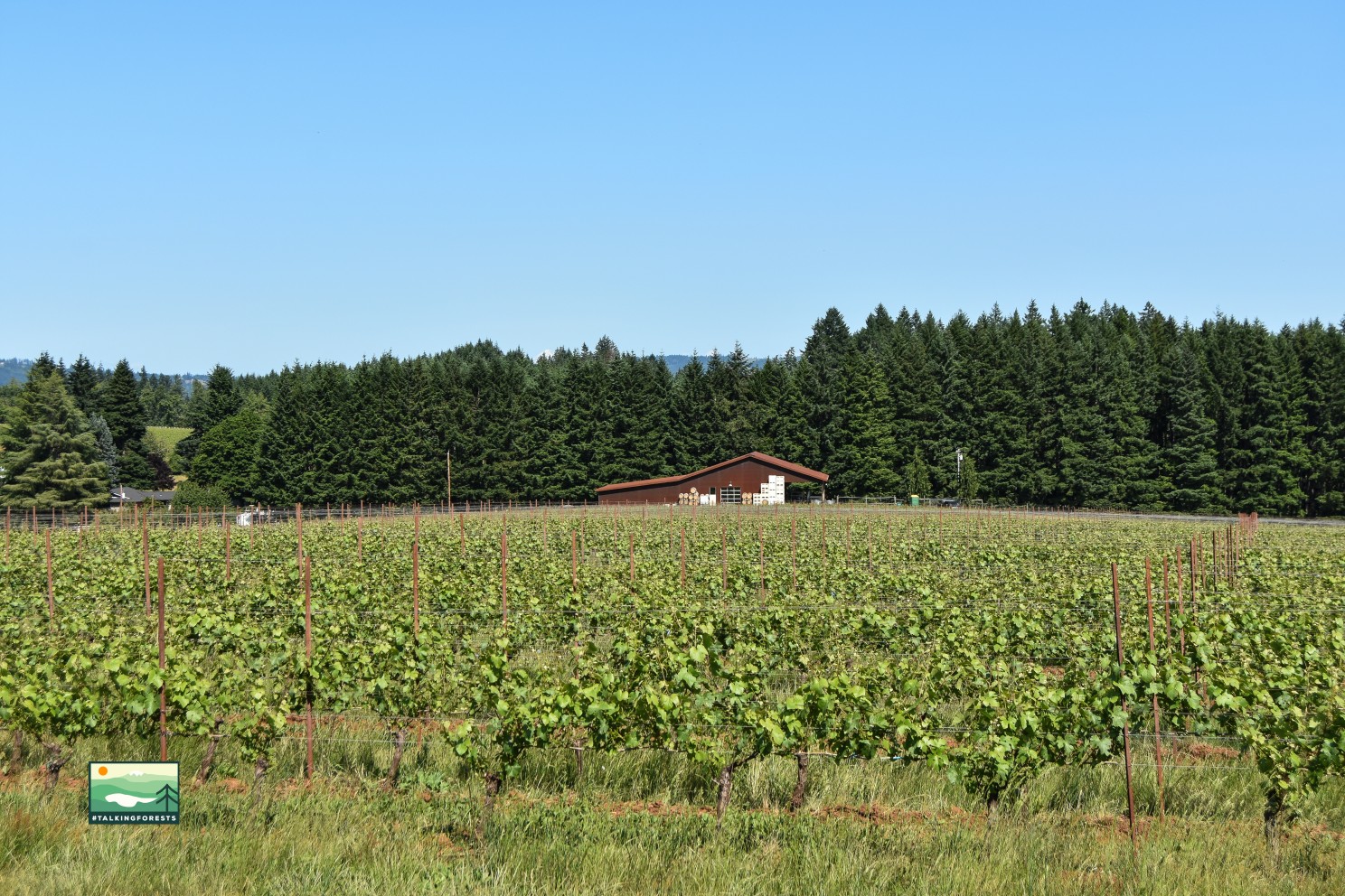 You can see where the wine is made in another building through the wine vines and into the green trees. 