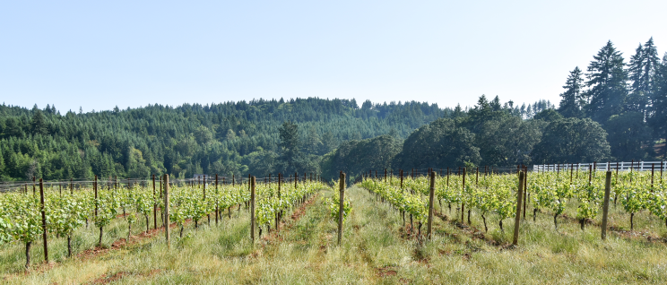 You can see the green timber behind the wine grape vines. The vision behind the vines is seen here.