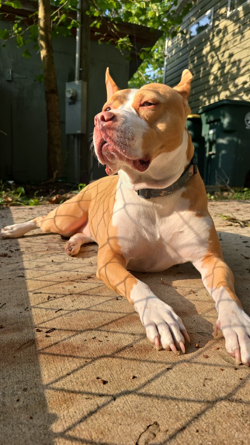 Pitbull laying on the pavement