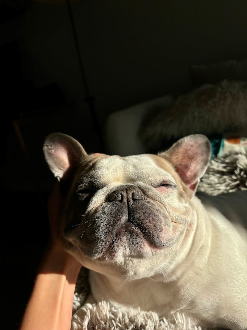 French Bulldog laying on a couch with eyes closed