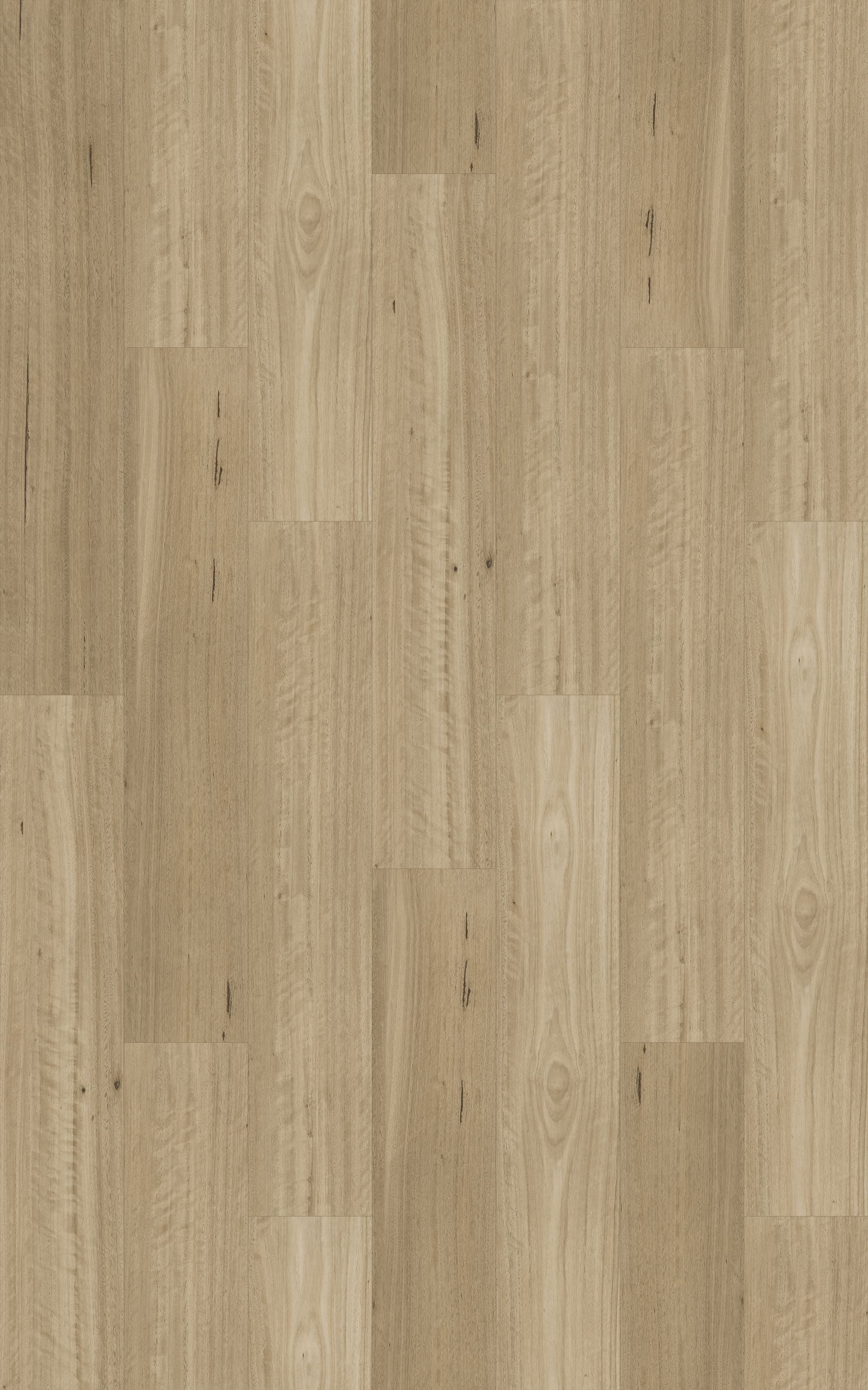 Somerset Blackbutt