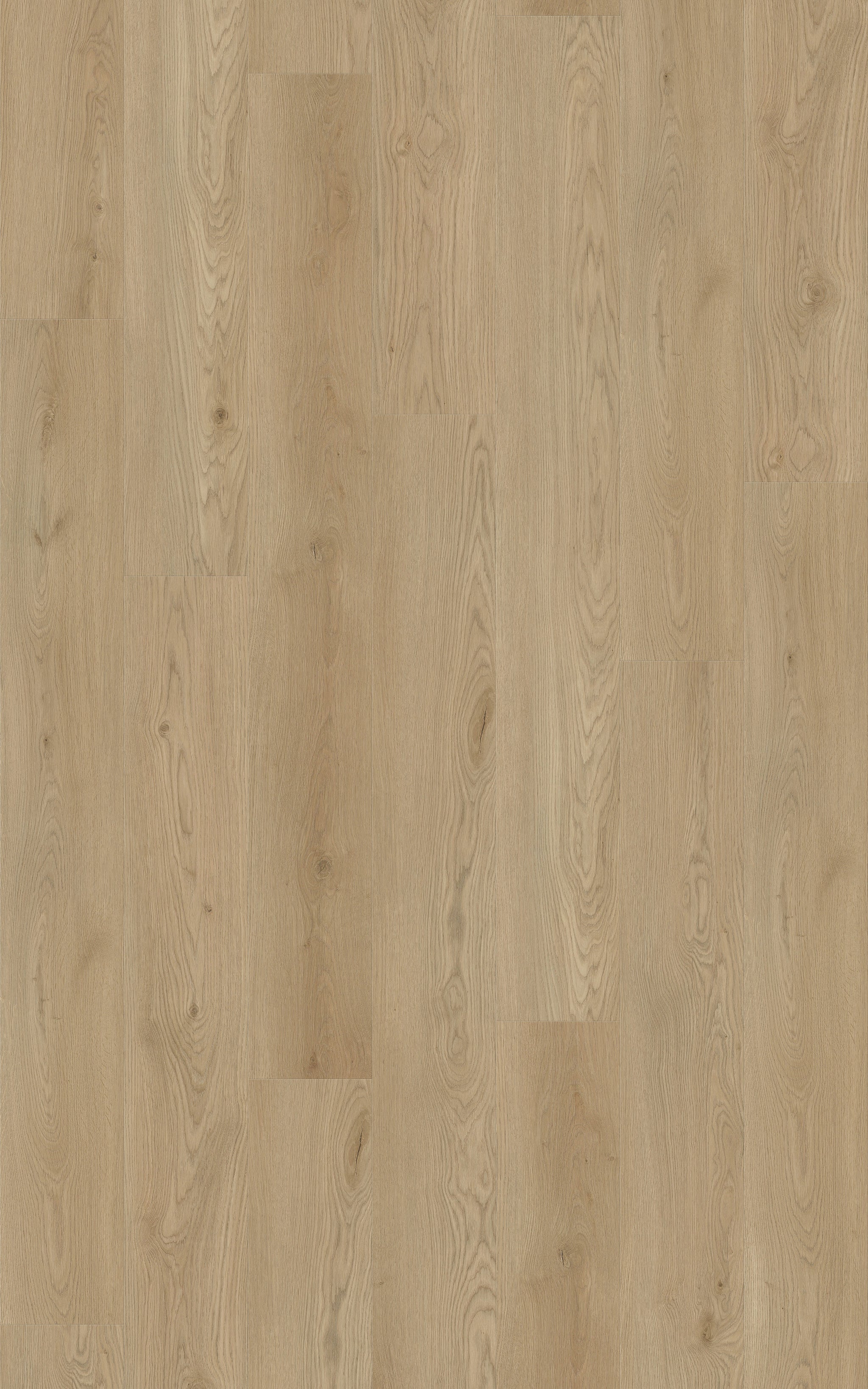 Century Oak