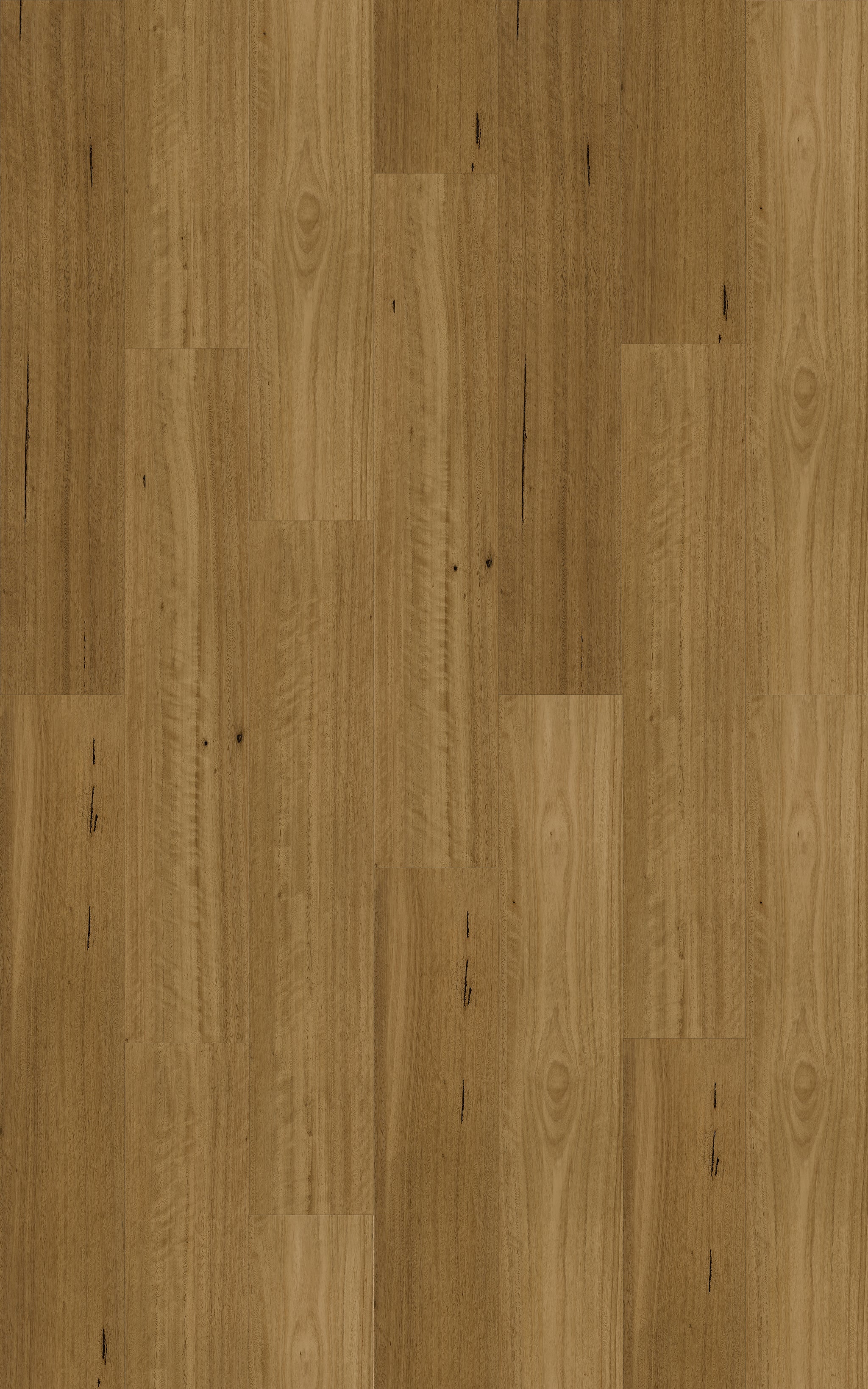 Southern Blackbutt