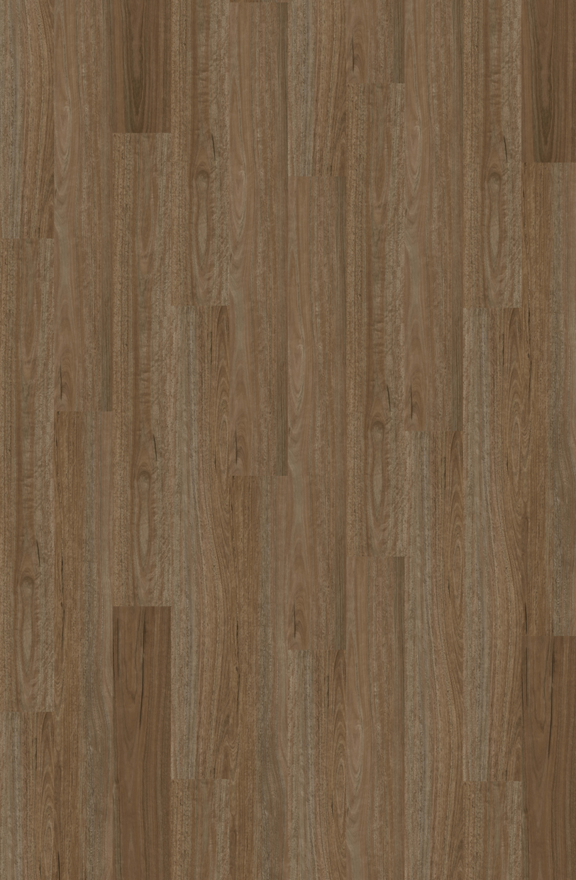 Morning Spotted Gum