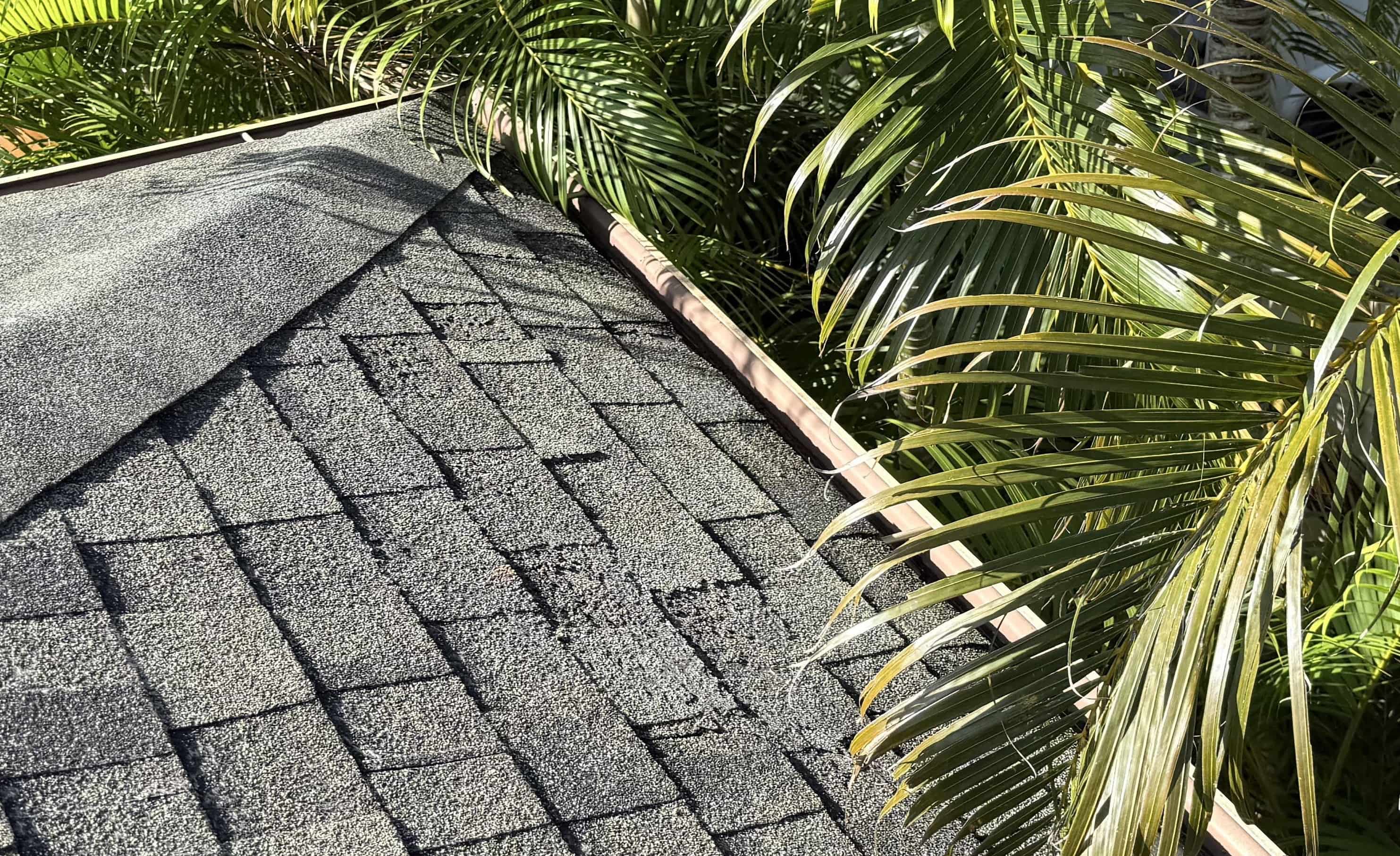Palm-tree rubbing damage on Hawaiian roof
