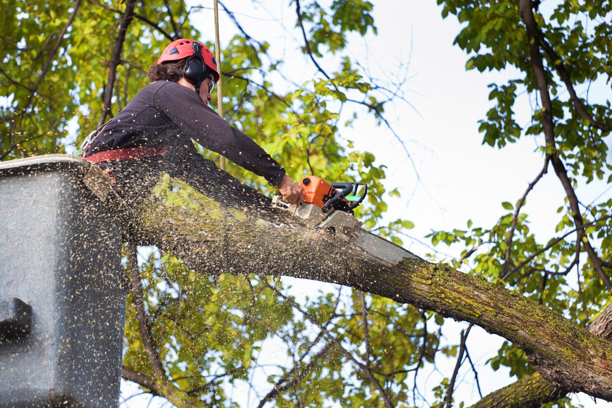 Tree service California and Hawaii