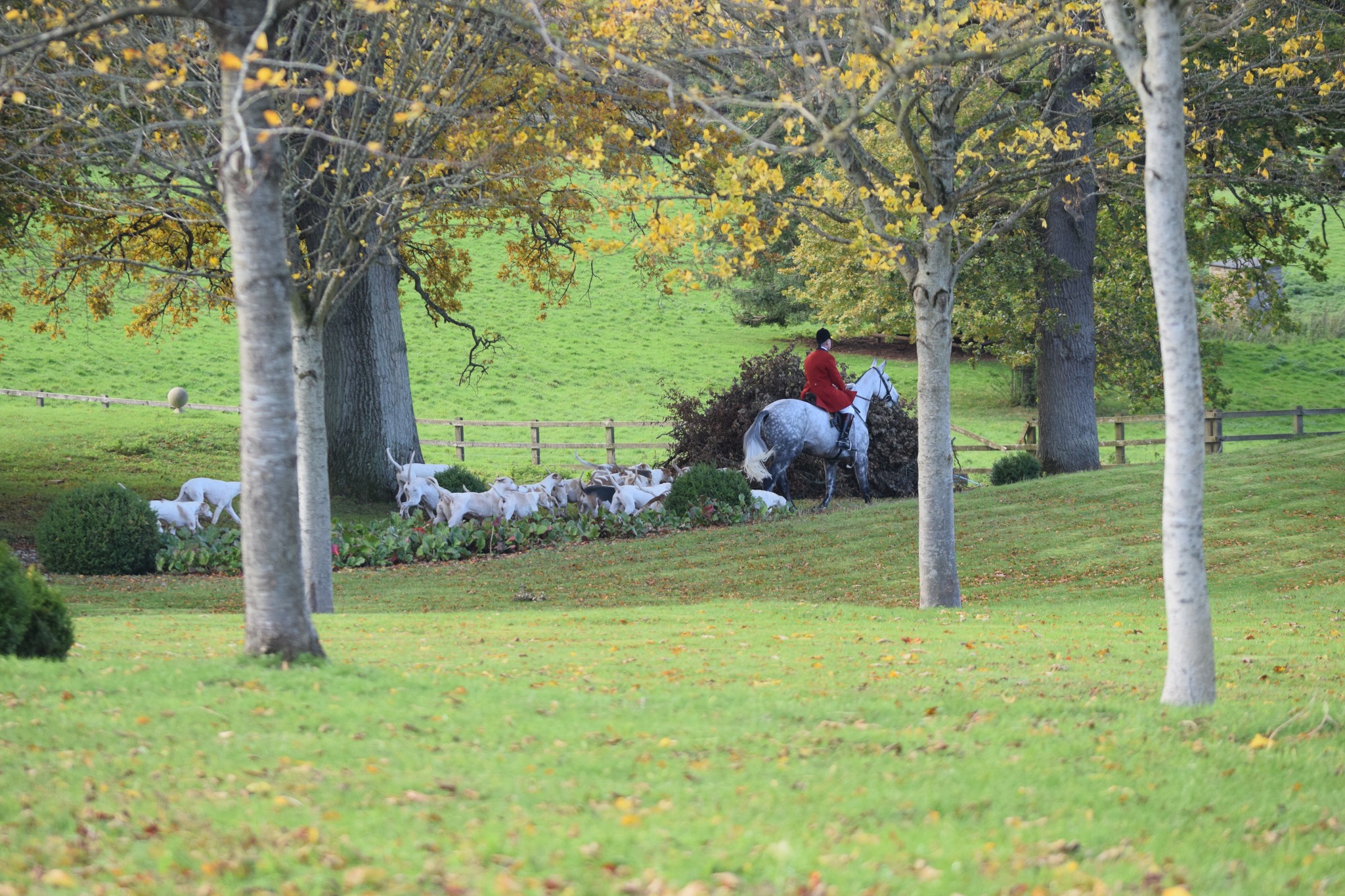 The horses and hounds of the Cotswold Hunt
