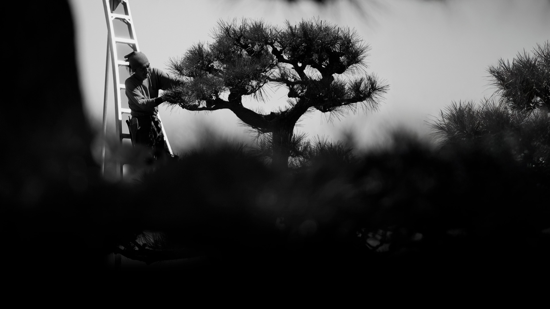 Tomoyuki Nakamura pruning a pine tree on a ladder, captured in dramatic black and white.