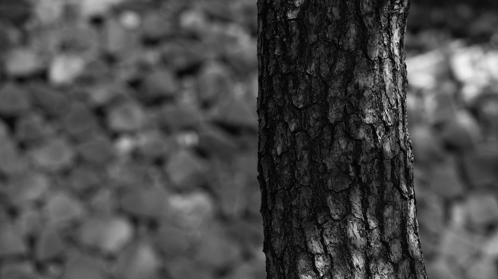Close-up of textured pine tree bark with a softly blurred stone background in black and white.