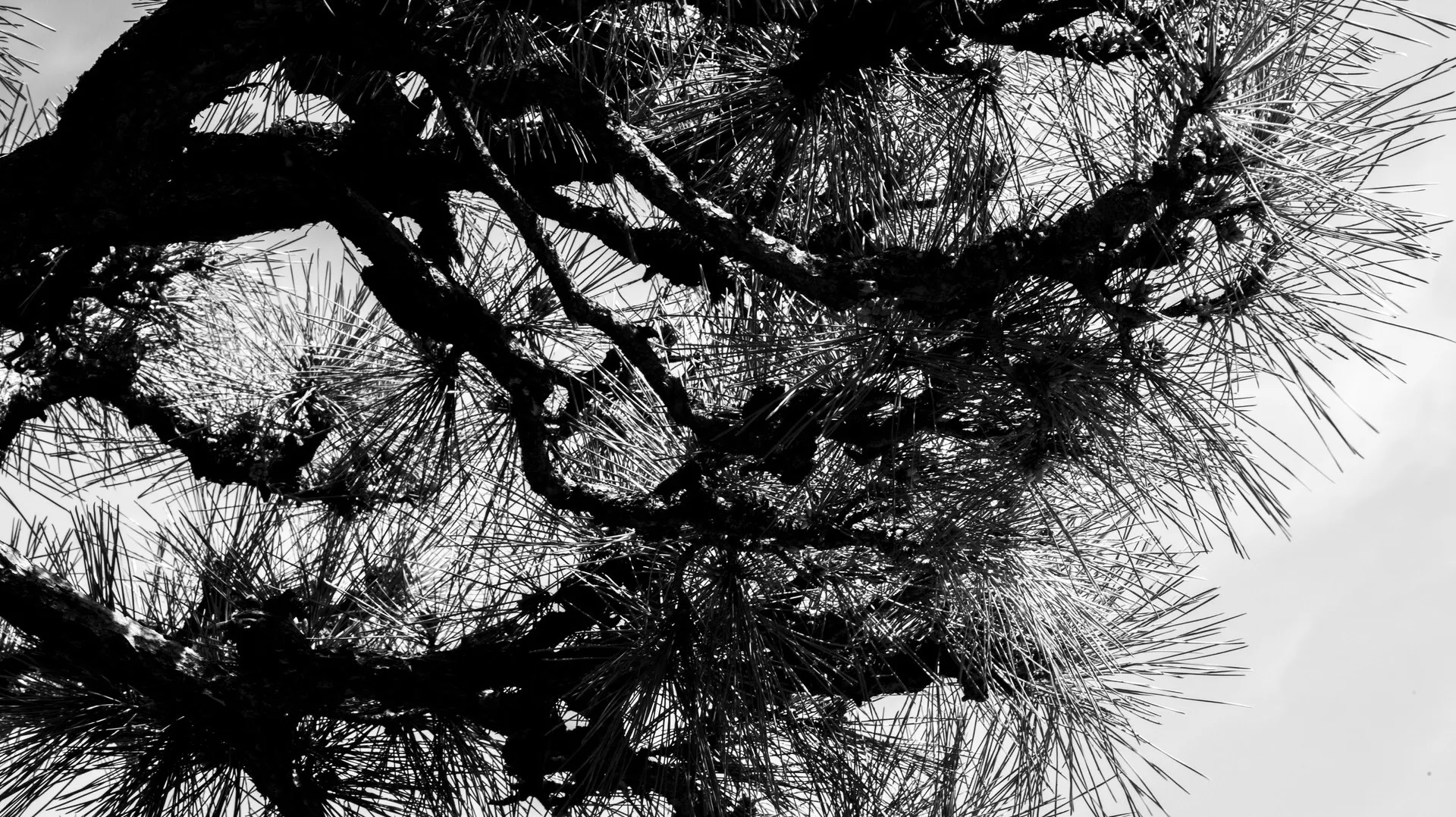 Detailed view of dense pine needles and twisting branches in stark black and white contrast.