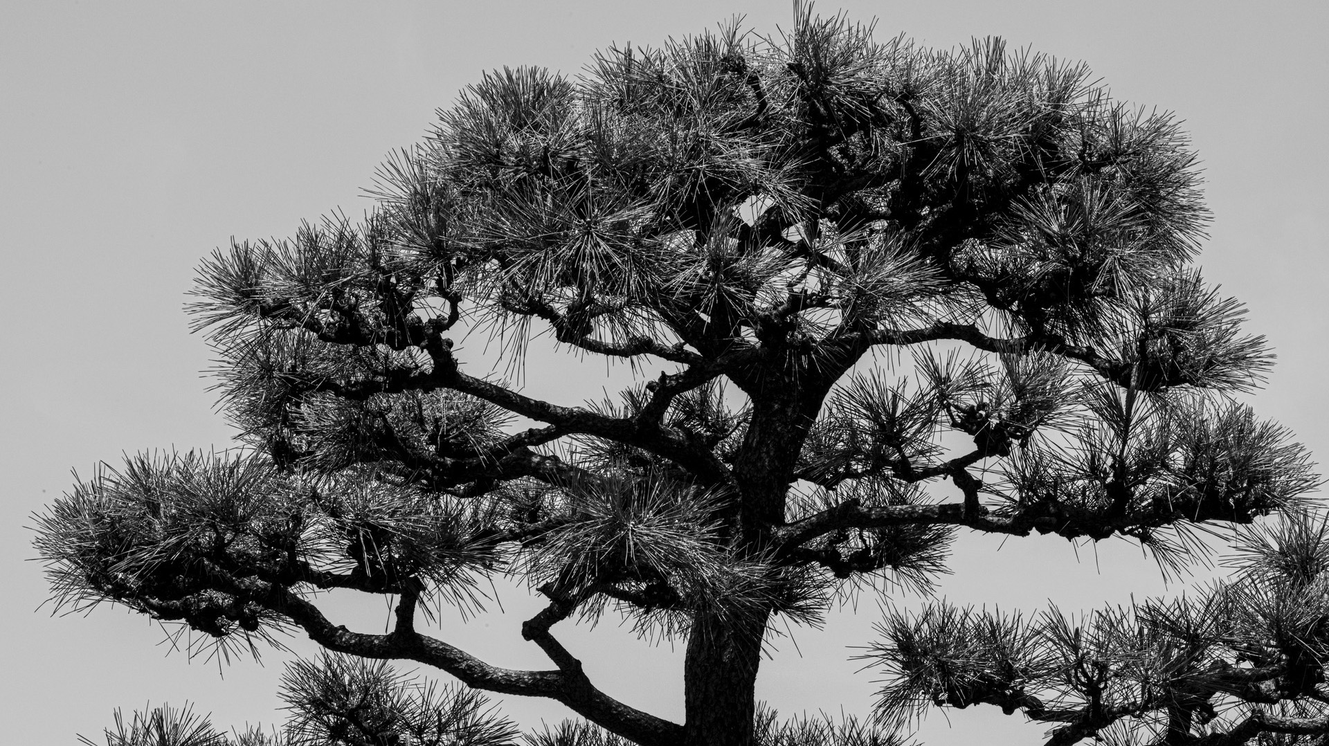 Elegant silhouette of a pine tree with layered branches and needle clusters in black and white.