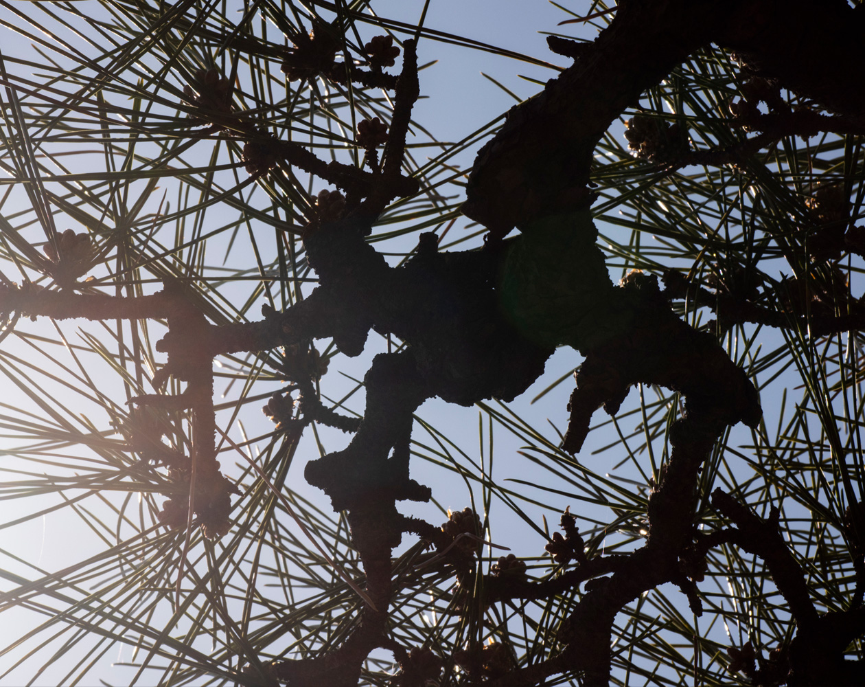 Backlit view of pine tree branches and needles with the sun shining through from behind.