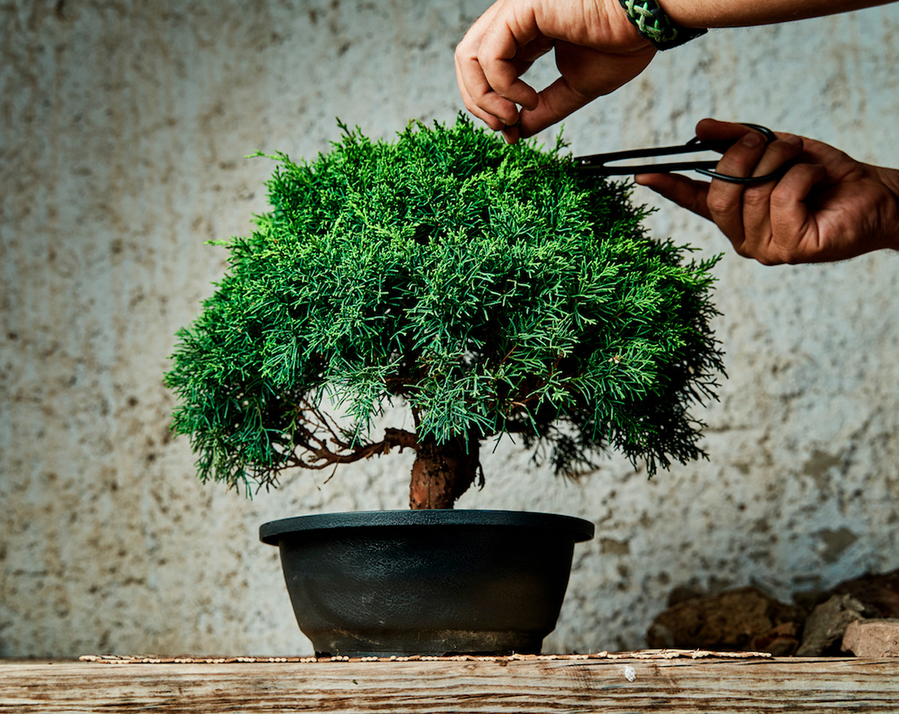 Hands delicately trimming a lush green bonsai tree in a black pot against a rustic wall background.
