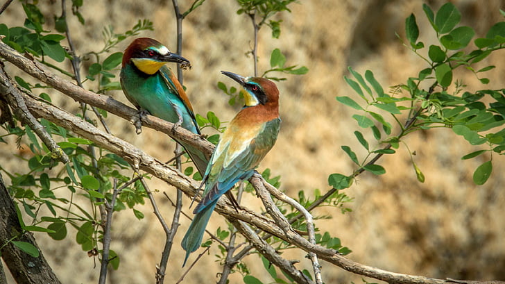 Green Bee Eater