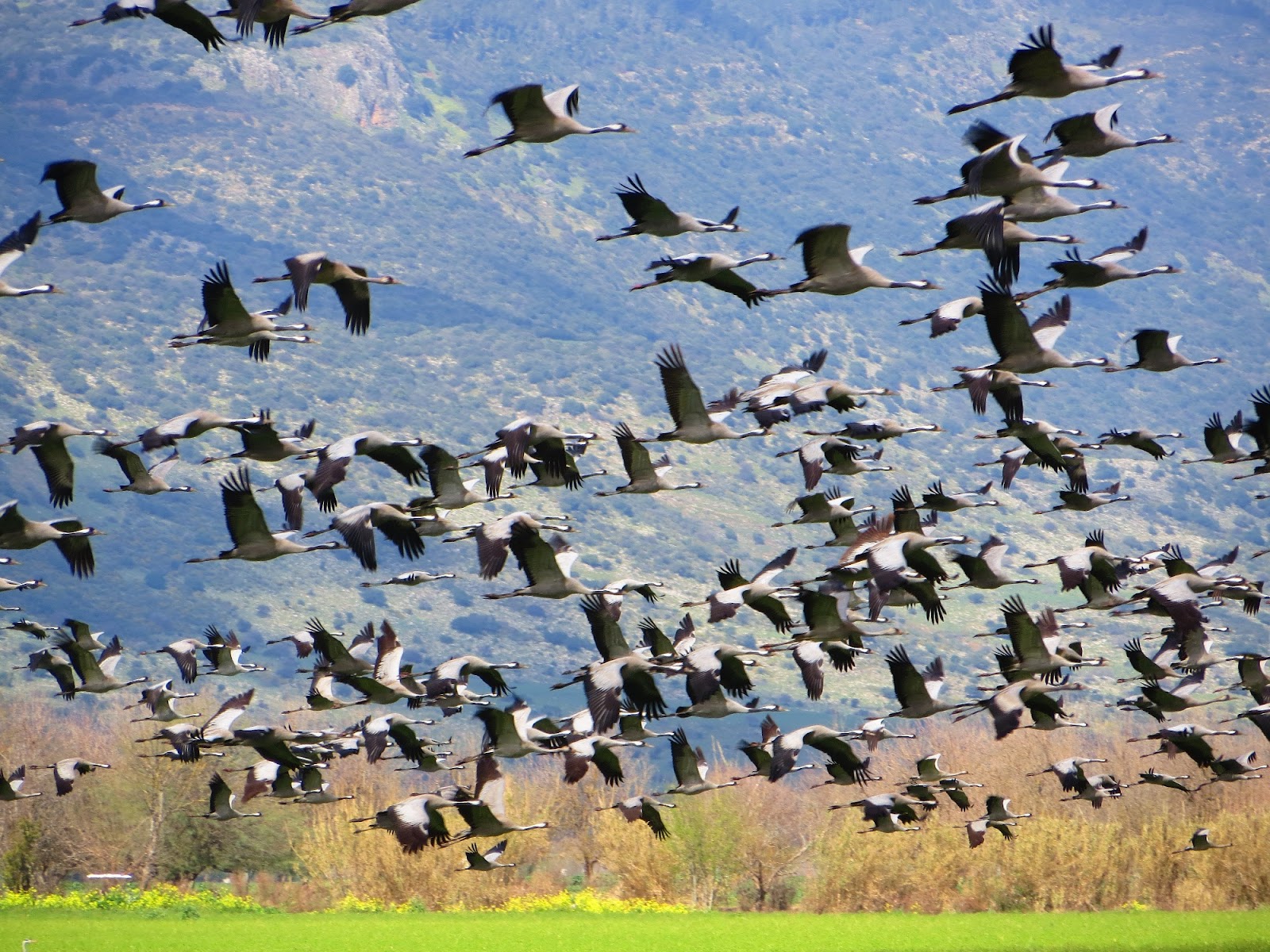 Migrating Gray Cranes