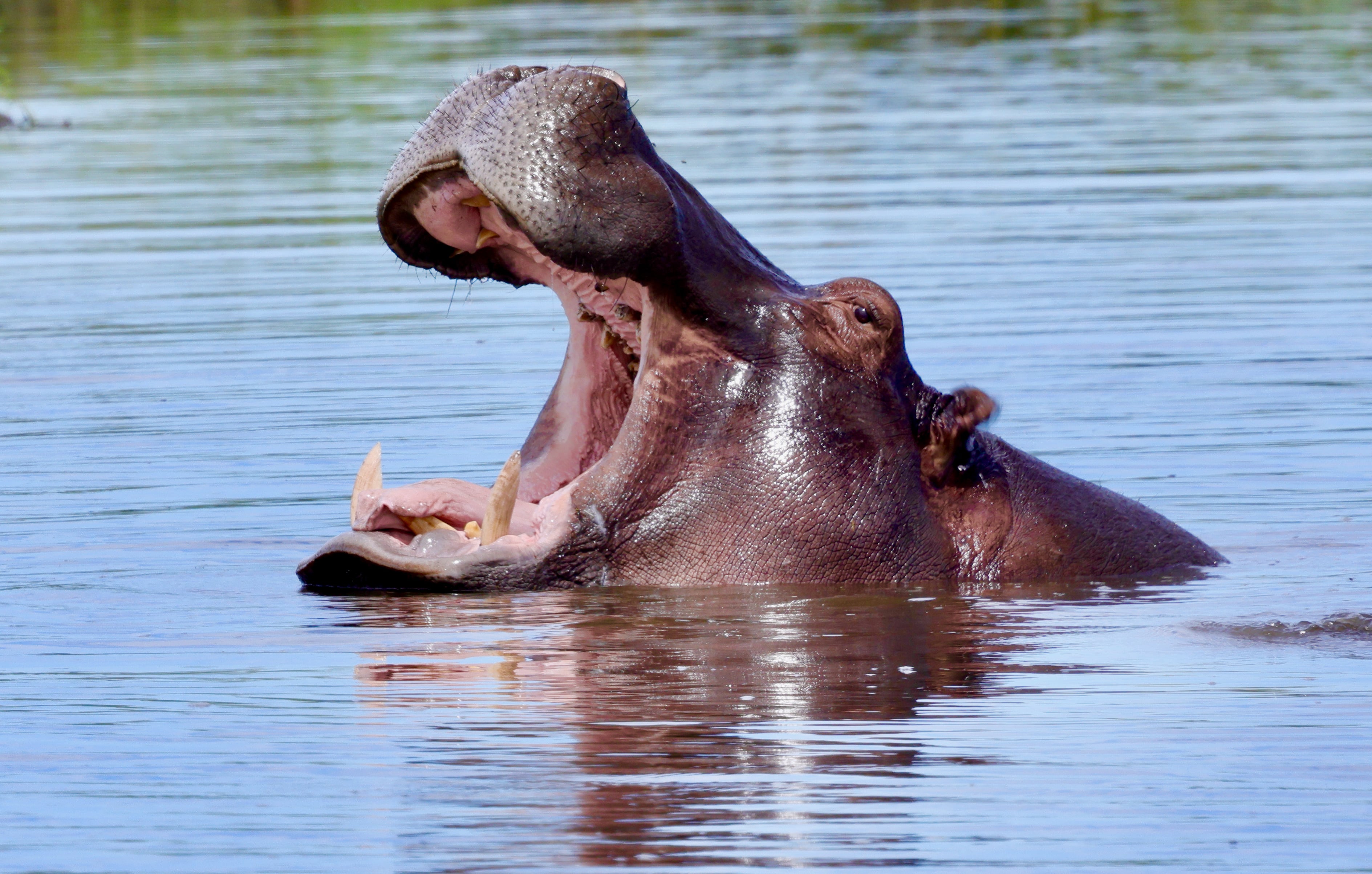 A hippopotamus emerges from calm blue water with its mouth wide open, displaying its large pink interior and prominent canine teeth. The hippo's wet, grayish-brown skin glistens in the light as it creates ripples in the water around it
