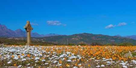 Field of white and orange daisies blooming in Namaqualand with a stone cross monument in the middle ground and mountain ranges visible under blue skies in the background.