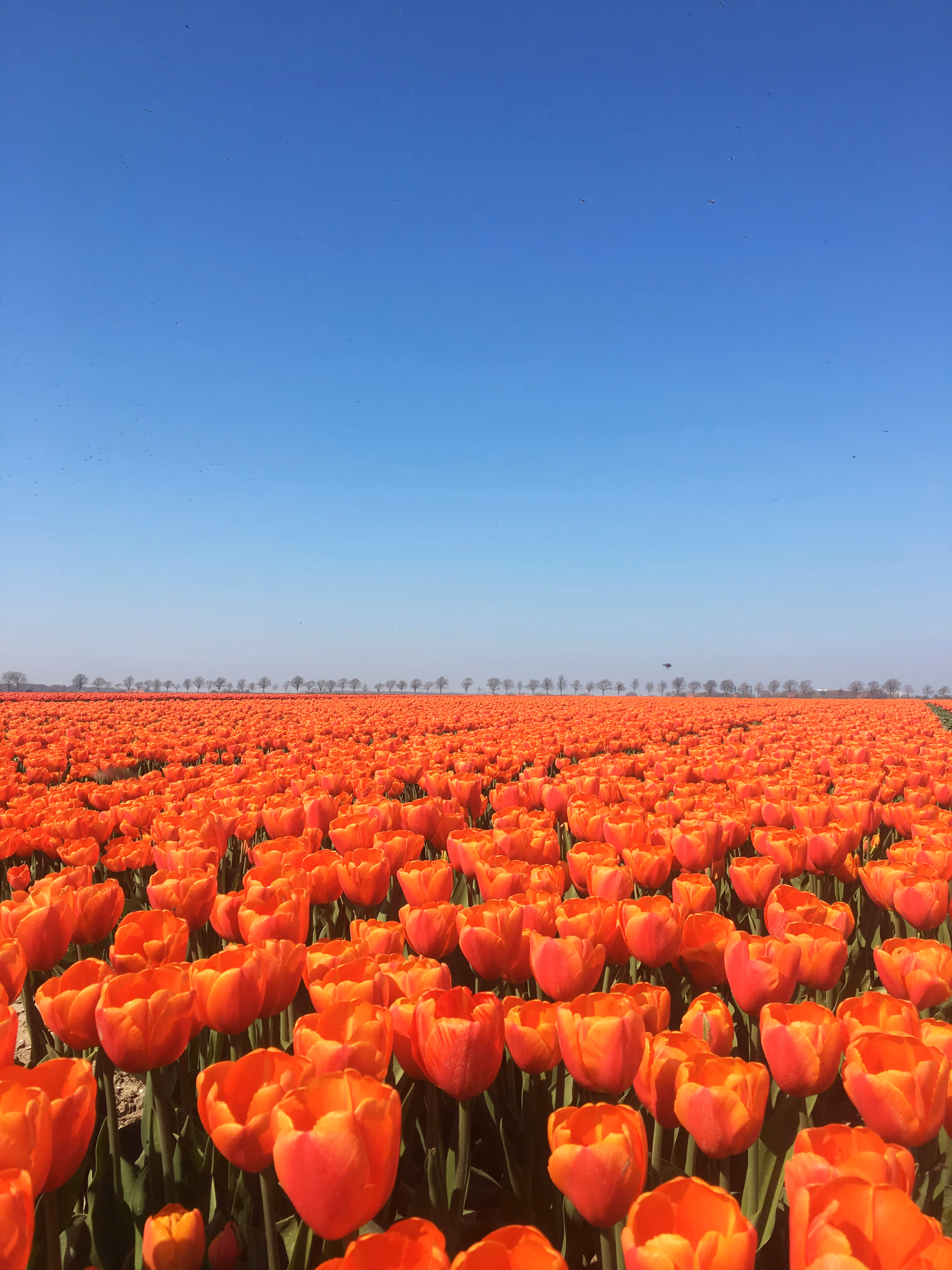 Relocating to the Netherlands 