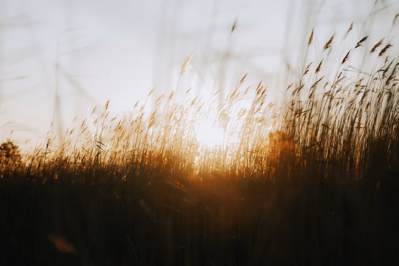 Gras bij zonsondergang