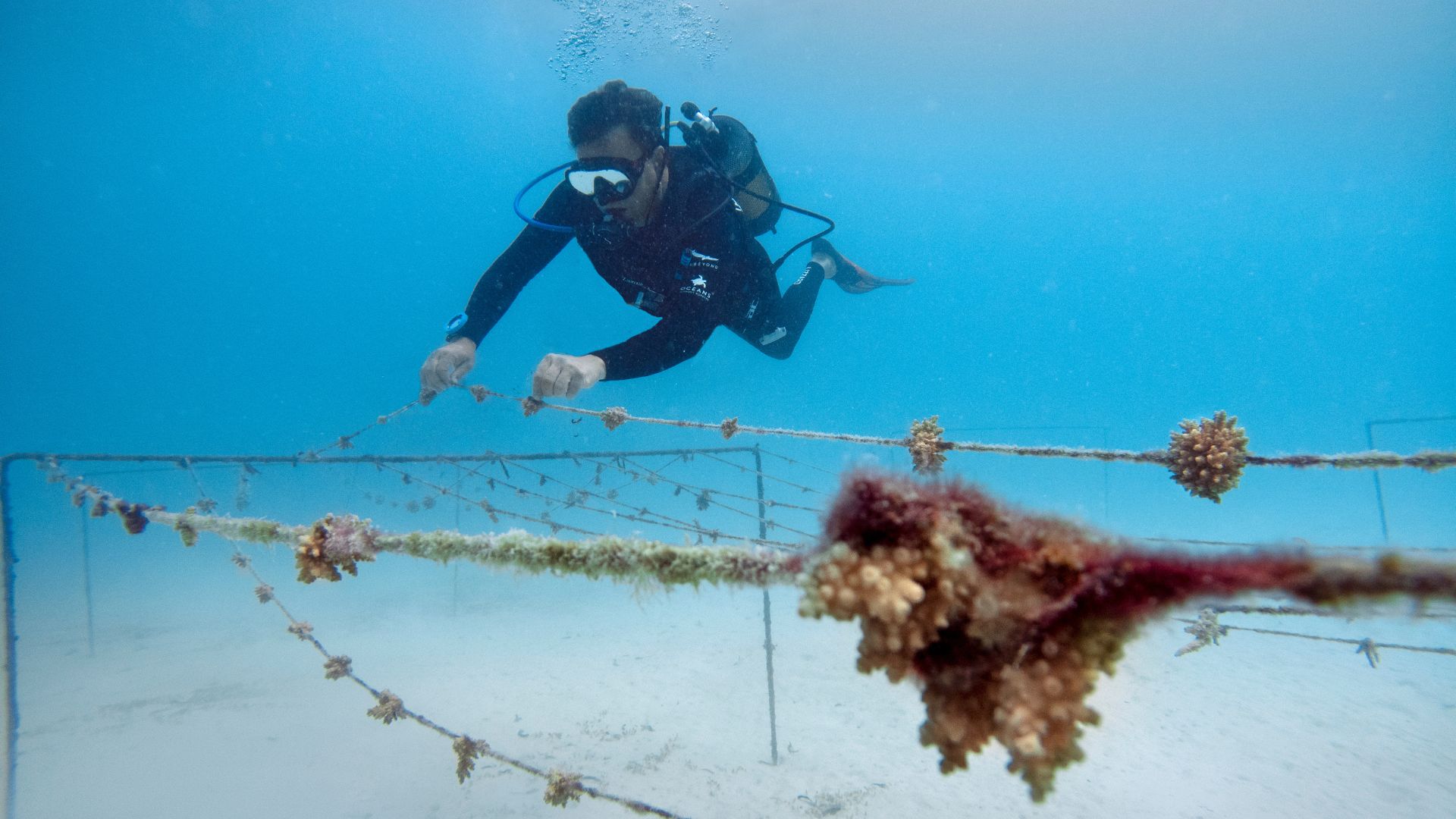 Support turtle monitoring, reef protection, and local community education by staying on Mnemba.