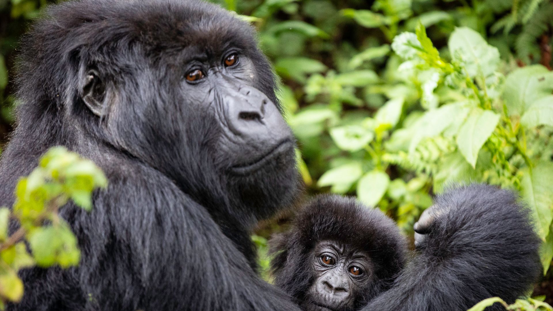 Located just minutes from the Volcanoes National Park entrance, the lodge is ideally positioned for early-morning gorilla and golden monkey treks.