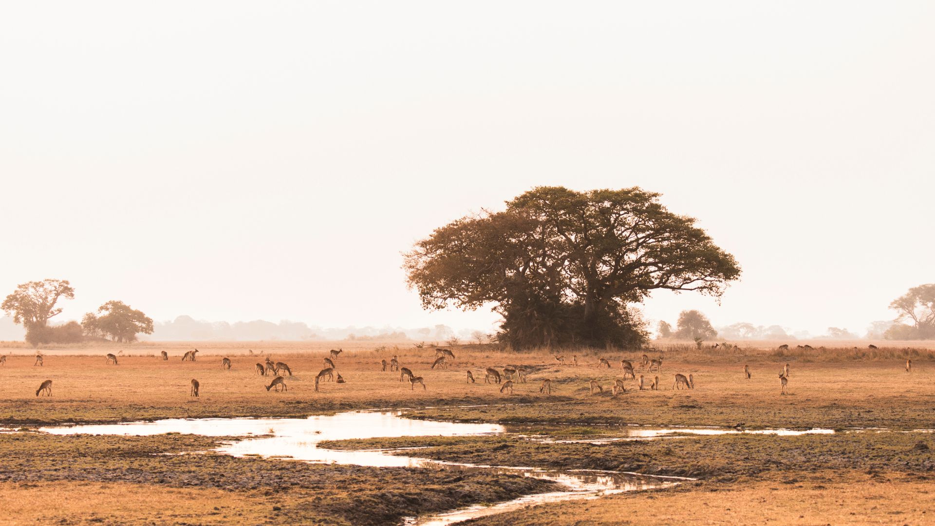 Watch wildlife right from your tent deck or main area, with herds and predators often in sight.